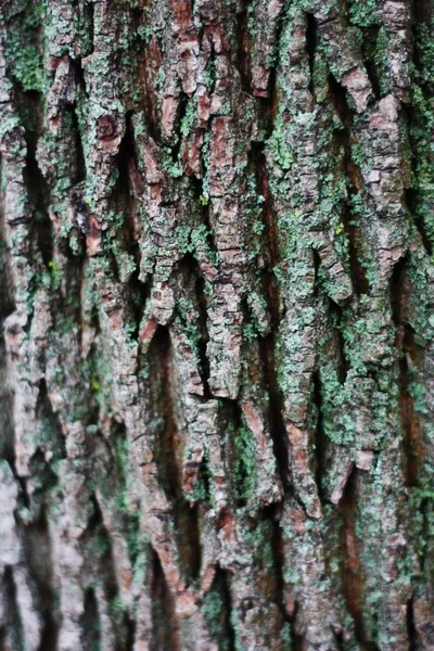 Close Sfondo Corteccia Albero Con Muschio Verde — Foto Stock