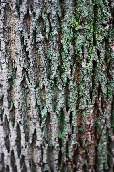 Cerrar Fondo Corteza Árbol Con Musgo Verde — Foto de Stock