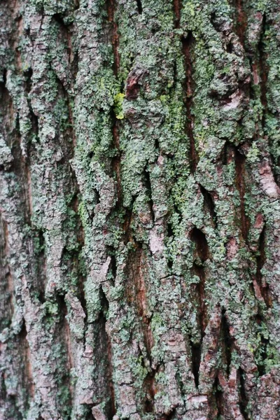 Close Sfondo Corteccia Albero Con Muschio Verde — Foto Stock