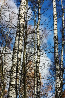 Sonbaharda ormanda güzel huş ağaçları