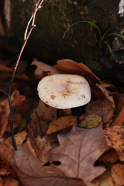 Pilz Herbstlaub Wald — Stockfoto