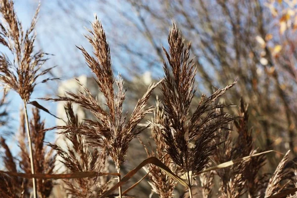 Güzel Manzara Ormanda Altın Kulaklar — Stok fotoğraf