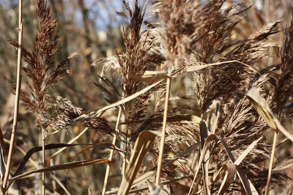 Güzel Manzara Ormanda Altın Kulaklar — Stok fotoğraf