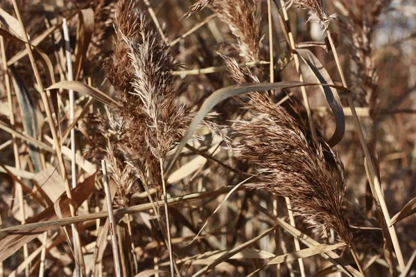 Güzel Manzara Ormanda Altın Kulaklar — Stok fotoğraf