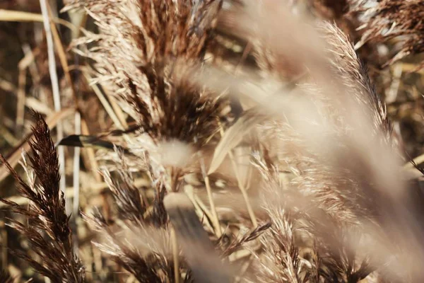 Vedere Frumoasă Urechi Aur Pădure — Fotografie, imagine de stoc