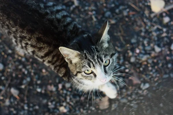 Красивая Серая Кошка Смотрит Камеру — стоковое фото