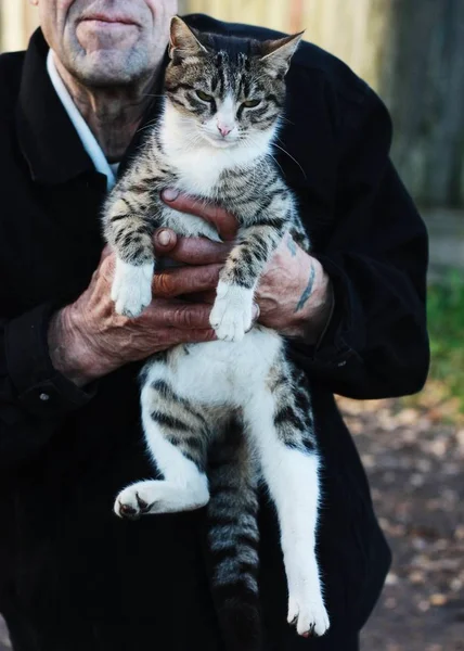Muž Tetováním Drží Rukou Šedou Kočku — Stock fotografie