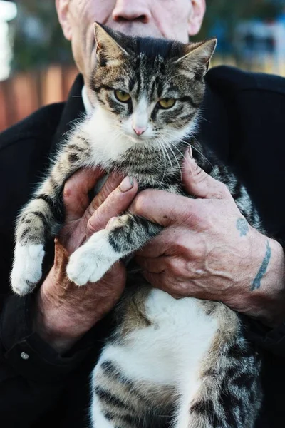 Man Tattoos Holds Grey Cat His Hands — Stock Photo, Image