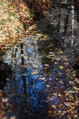 Ormandaki güzel ağaçlar ve nehirler manzarası
