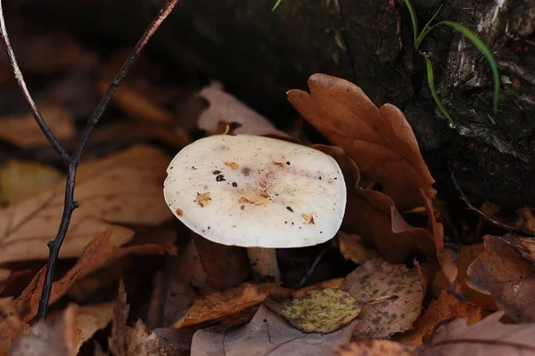 Paddenstoel Het Herfstblad Het Bos — Stockfoto