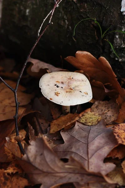 Paddenstoel Het Herfstblad Het Bos — Stockfoto