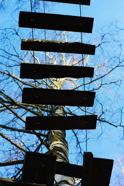 Wooden hanging ladder in the forest view