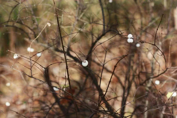 Bacche Bianche Nella Foresta Vicino — Foto Stock