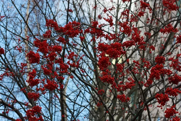 Vackra Rowan Träd Parken Utsikt — Stockfoto
