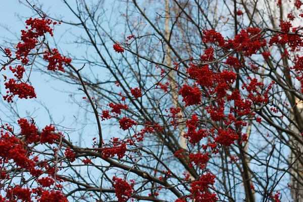 Piękne Drzewo Rowan Parku Widok — Zdjęcie stockowe