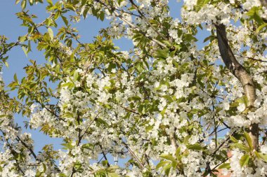 Bahçesinde güzel beyaz çiçekleri olan ağaç.