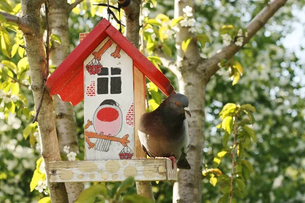 Pombo Cinzento Alimentador Árvore — Fotografia de Stock