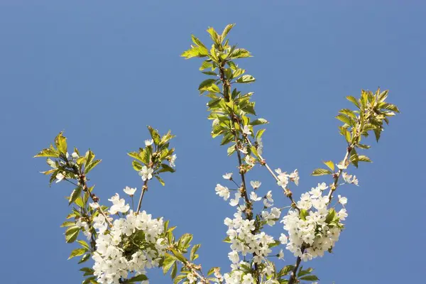 Boom Met Mooie Witte Bloemen Tuin — Stockfoto