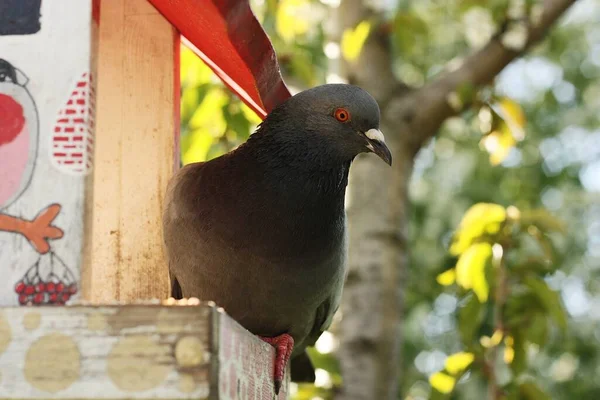 木の上のフィーダーの灰色の鳩 — ストック写真