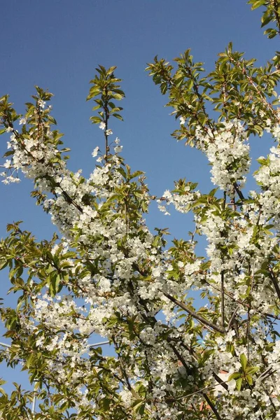 Árbol Con Hermosas Flores Blancas Jardín — Foto de Stock