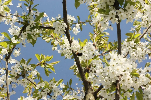 Arbre Avec Belles Fleurs Blanches Dans Jardin — Photo