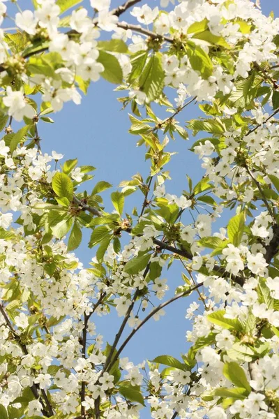 Strom Krásnými Bílými Květy Zahradě — Stock fotografie