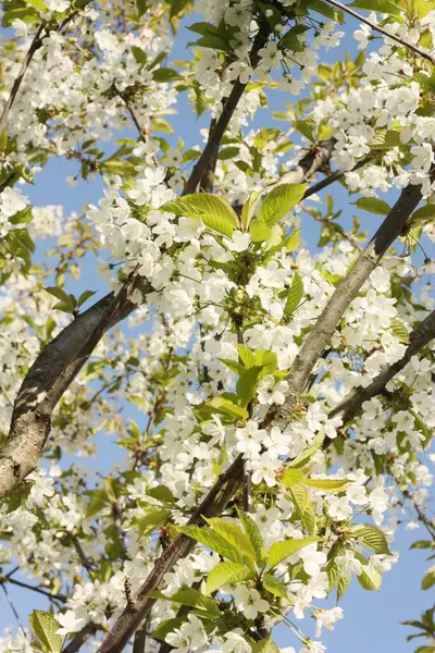 Árbol Con Hermosas Flores Blancas Jardín — Foto de Stock