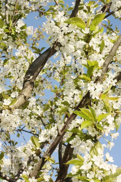 Tree Beautiful White Flowers Garden — Stock Photo, Image