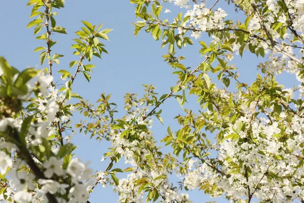Bahçesinde Güzel Beyaz Çiçekleri Olan Ağaç — Stok fotoğraf