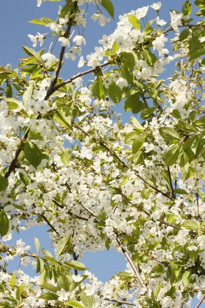 Tree Beautiful White Flowers Garden — Stock Photo, Image