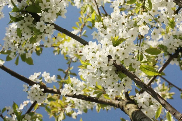 Tree Beautiful White Flowers Garden — Stock Photo, Image