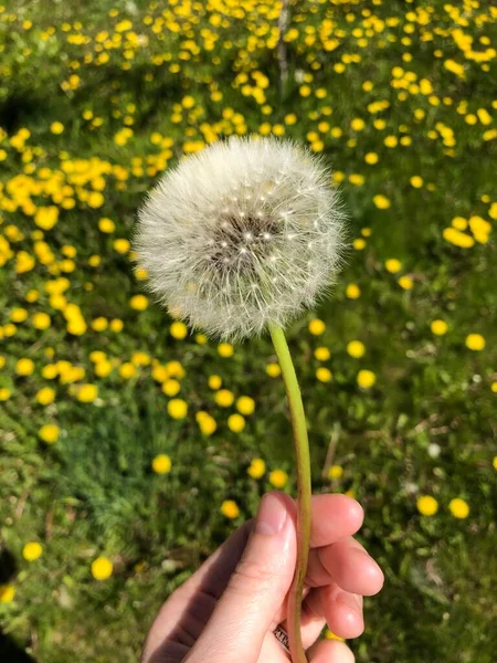 Mooie Witte Paardebloem Hand Close Uitzicht — Stockfoto