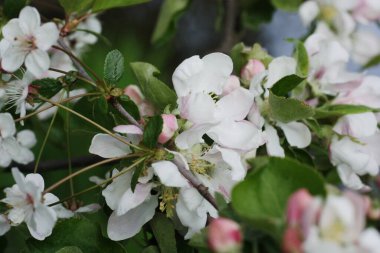 Bahçesinde güzel pembe çiçekleri olan ağaç.
