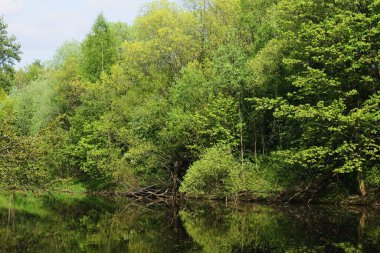 Ağaçlı ve göllü güzel yaz manzarası