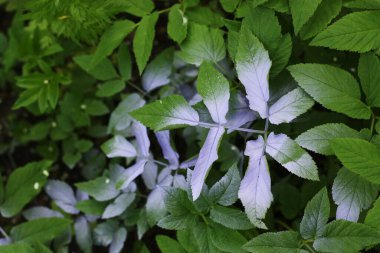 Bahçe manzaralı güzel yeşil bitki