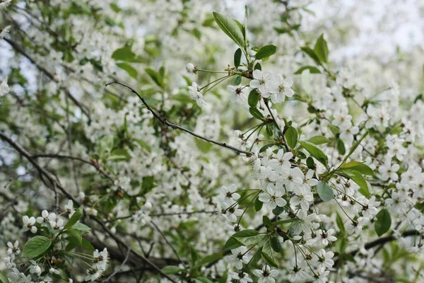 Arbre Avec Belles Fleurs Blanches Dans Jardin — Photo