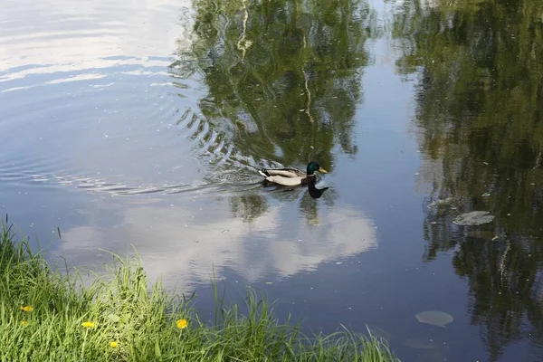 Lindo Pato Nada Vista Lago — Fotografia de Stock