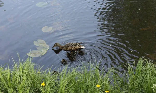 Pato Con Patitos Nadando Lago — Foto de Stock
