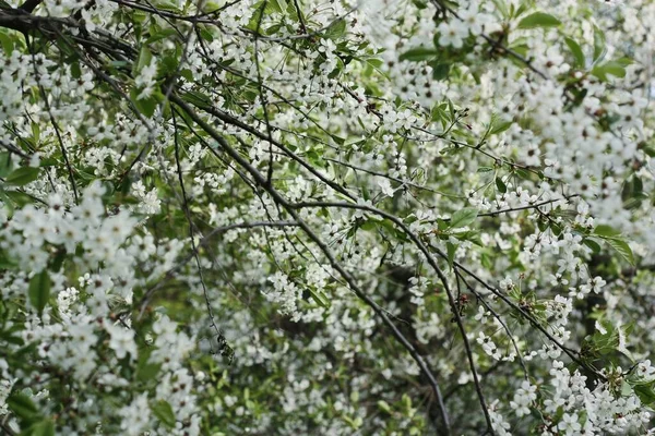 Arbre Avec Belles Fleurs Blanches Dans Jardin — Photo