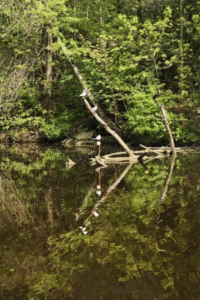 Gaviota Sienta Árbol Junto Lago — Foto de Stock