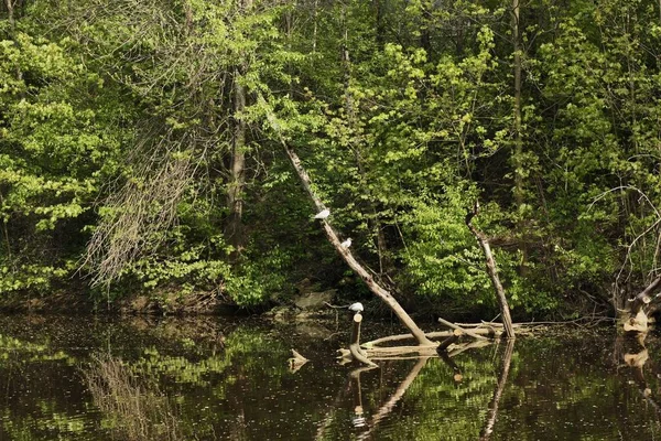 Seagull Sits Tree Lake — Stock Photo, Image