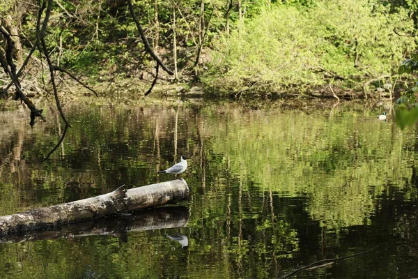 海鸥坐在湖边的一棵树上 — 图库照片