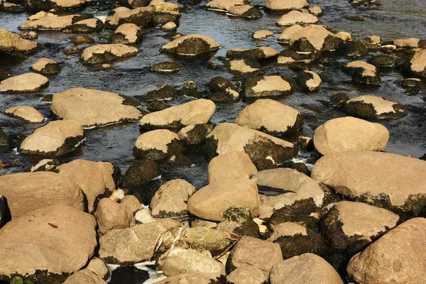 Gyönyörű Táj Sziklák Víz Erdőben — Stock Fotó