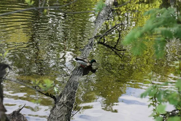 美丽的鸭子在湖景中游动 — 图库照片