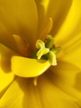 Bahçedeki makroda güzel sarı çiçek