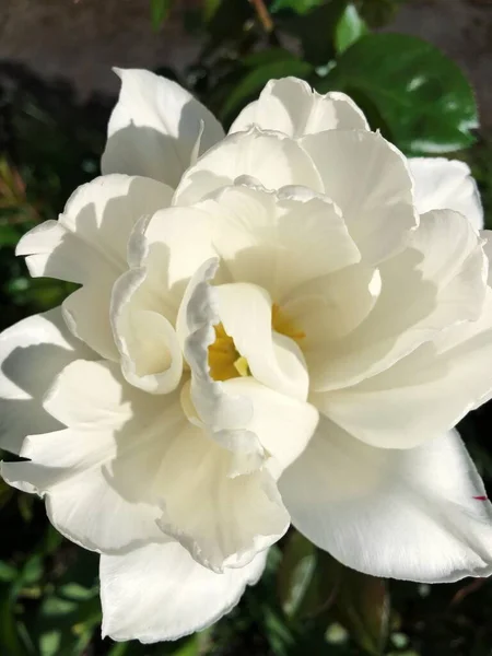 Beautiful White Tulip Summer Garden — Stock Photo, Image