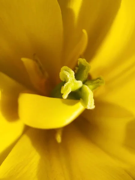 Hermosa Flor Amarilla Jardín Macro — Foto de Stock