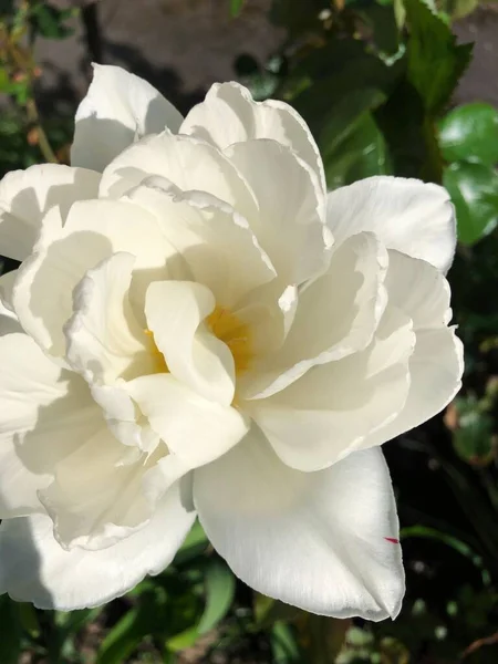 夏の庭の美しい白いチューリップ — ストック写真