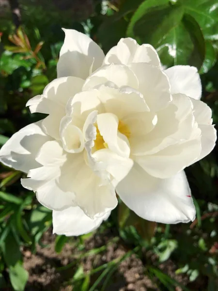 Красивый Белый Тюльпан Летнем Саду — стоковое фото