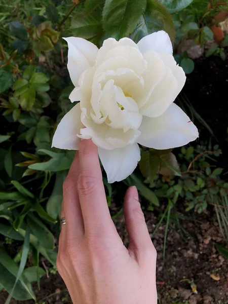 Belle Tulipe Blanche Dans Jardin Été — Photo